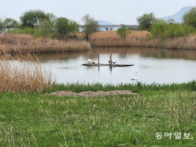 부산 사하구 을숙도생태공원의 부산야생동물치료센터 인근에 치료를 끝낸 새를 자연으로 돌려보내는 습지가 있다. 완전한 회복이 어려워 날지 못하는 새는 이곳에서 오래 머물고 있다. 습지 중앙의 새는 4일 방생된 큰고니이며, 헤엄치고 있는 큰고니는 2013년 방생된 뒤 10년째 이곳에서 지내고 있다. 부산=김화영 기자 run@donga.com