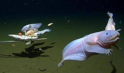 오가사와라 해구 7천500ｍ~8천200ｍ 아래서 발견된 꼼치. 웨스턴오스트레일리아대 홈페이지 캡처