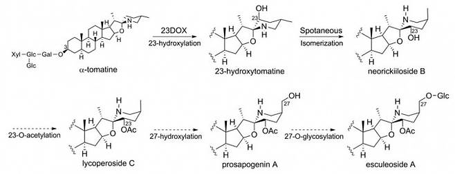 토마토 열매가 익으면서 맛이 쓰고 독성이 있는 토마틴이 쓴맛과 독성이 없는 에스큘레오시드 A로 바뀐다. 지난 2020년 이 과정에 관여하는 유전자 네트워크의 일부가 밝혀졌다. 이번에 문제를 일으킨 방울토마토 품종은 저온 스트레스 조건에서 이 과정에 관여하는 효소의 유전자(아마도 23DOX) 발현이 제대로 일어나지 않아 열매가 익어도 토마틴이 여전히 남아있었던 게 아닐까. 식물&세포생리학 제공