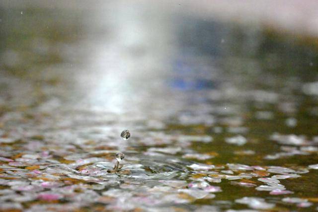 봄비가 내린 5일 국회 뒤편 벚꽃길에 쌓인 벚꽃잎 위로 빗방울이 떨어지고 있다.