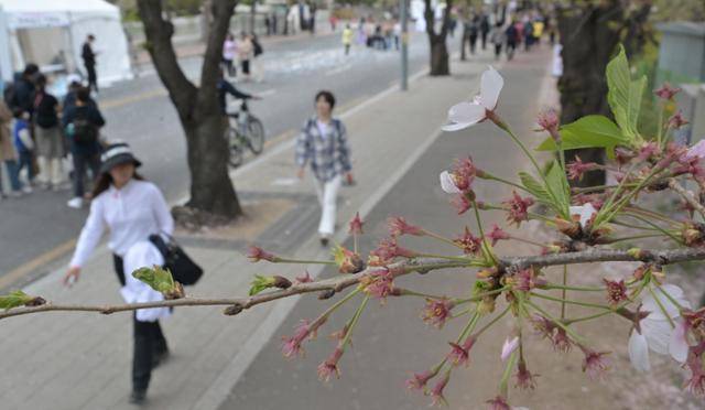 평년에 비해 올라간 기온과 늘어난 일조 시간 등에 의해 전국적으로 봄꽃 개화 시기가 앞당겨진 가운데 4일 ‘영등포 여의도 봄꽃축제’가 개막한 국회 뒤편 벚꽃길의 벚나무 가지에 꽃잎이 떨어지고 새싹이 올라와 있다.