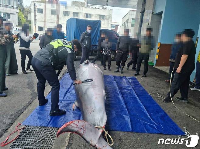 발견된 밍크고래.(사천해경 제공)