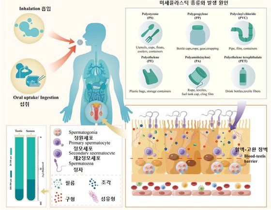 고환 정액 내 미세플라스틱 분석 과정. [자료: Science of Total Environment]