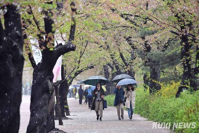 '여의도 윤중로 벚꽃길' 벚꽃 축제기간이지만 대부분 벚꽃이 떨어지고 새잎이 나기 시작했다.