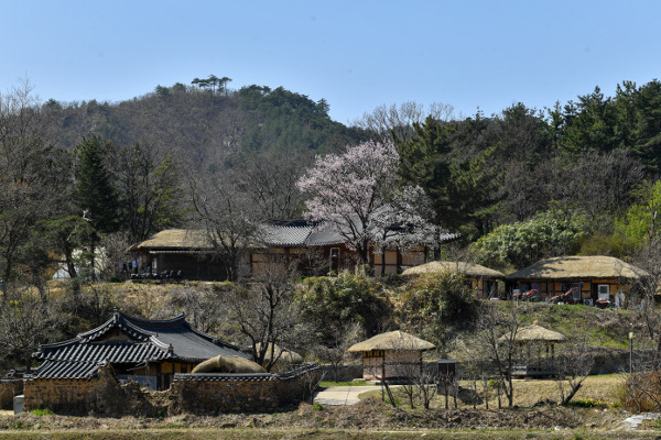 강원도 고성 오봉교회는 문화재청이 국가민속문화재로 지정한 왕곡마을에 있다. 초가와 기와집이 모인 마을 안에 100년 넘게 자리한 오봉교회 앞마당의 살구나무에 꽃이 만개했다. 고성=신석현 포토그래퍼