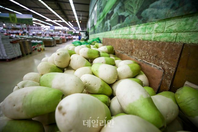 무 가격이 제주지역 한파로 생산랴이 줄면서 노지 봄무가 출하되는 6월 상순까지 높게 형성될 것으로 전망된다. ⓒ뉴시스