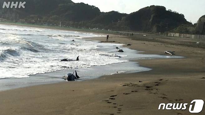 (서울=뉴스1) 김예슬 기자 = 일본 해안가에서 돌고래 30여 마리가 자초돼 일부 폐사하며 대지진의 전조일 수 있다는 불안감이 커지고 있다.(NHK방송 갈무리)