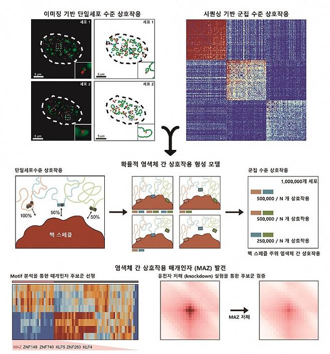 염색체 3차 구조의 신규 원리를 발견한 과정을 설명한 모식도. KAIST 제공