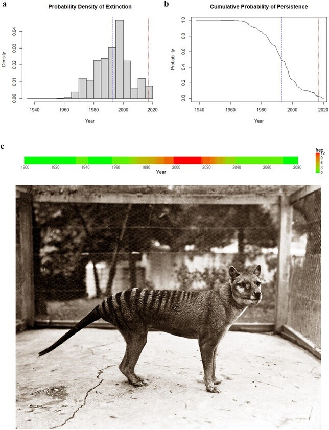 목격 기록을 종합한 결과 멸종 시점은 1980년대 말로 나타났다. 멸종 확률밀도(위 왼쪽)와 누적 생존확률(위 오른쪽), 마지막 동물원 개체(아래). 배리 브루크 외 (2023) ‘종합 환경 과학’ 제공.