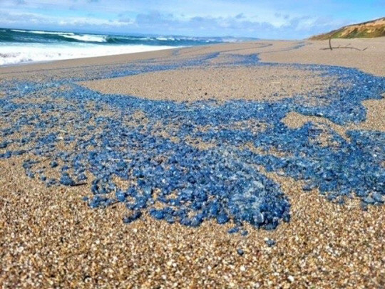 미국 캘리포니아 해변에 출몰한 히드라충 떼. 포인트 라이스 국립해변관리소(Point Reyes National Seashore) 페이스북 제공