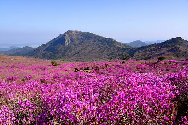 비슬산 참꽃 군락지 전경. 달성문화재단 제공