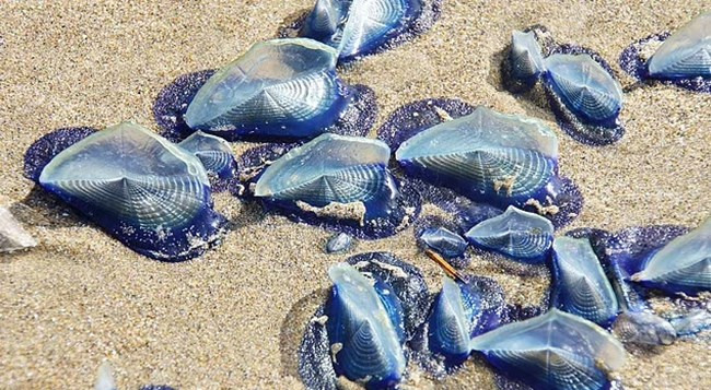 ‘벨레라(Velella velella)라는 이름의 히드로충류가 미국 캘리포니아 해변에 밀려왔다.