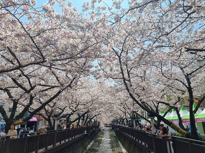 ◇봄날 벚꽃이 만개한 창원 여좌천 모습.사진=김세형 기자