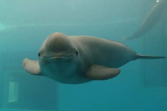 멸종위기 돌고래 상괭이.