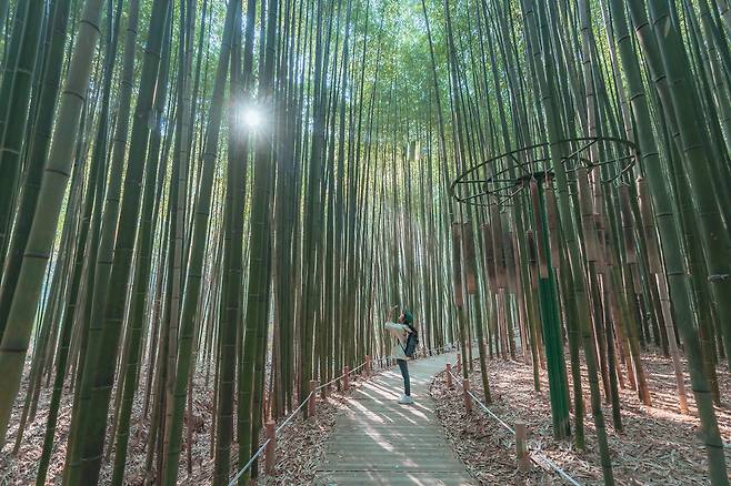 A bamboo tree tunnel is transformed into an Instagram photo zone. (Korea Tourism Organization)