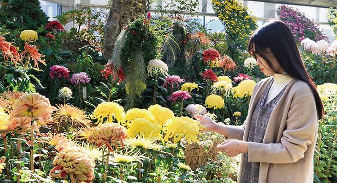 A visitor enjoys the chrysanthemums on view at the Garden of Morning Calm in Gapyeong, Gyeonggi Province. (Garden of Morning Calm)