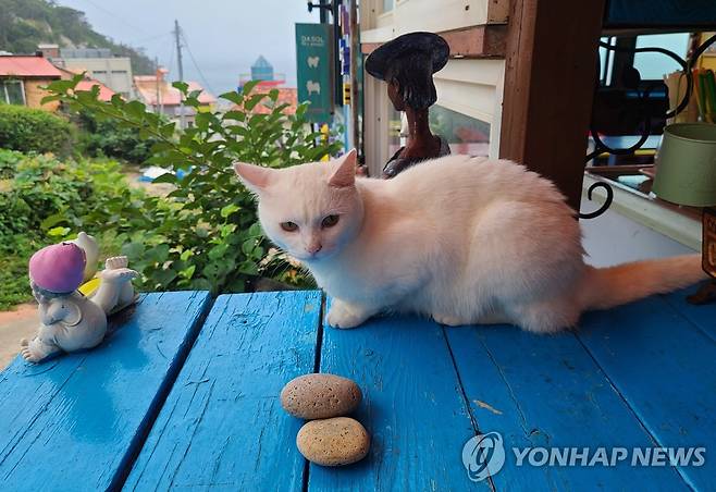 소매물도 고양이  (통영=연합뉴스) 진성철 기자 = 8월 12일 경남 통영시 소매물도 카페의 흰 고양이.   2022.8.12 zjin@yna.co.kr