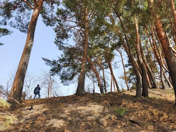 지난 12일 오전 강원 강릉시 저동 소나무 숲이 산불에 그을린 모습. 박진호 기자