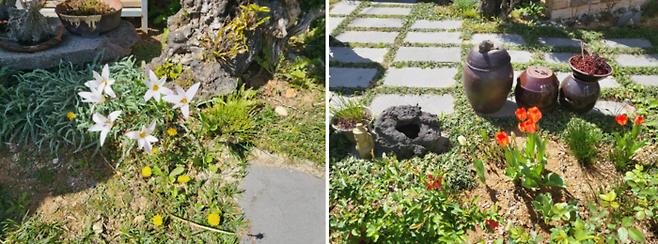 좌=튤립원종, 우=개량종/사진=강찬미 여행+기자