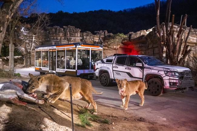 야행성 맹수를 가까이서 경험 가능한 에버랜드 사파리 월드의 ‘나이트 사파리 트램’.