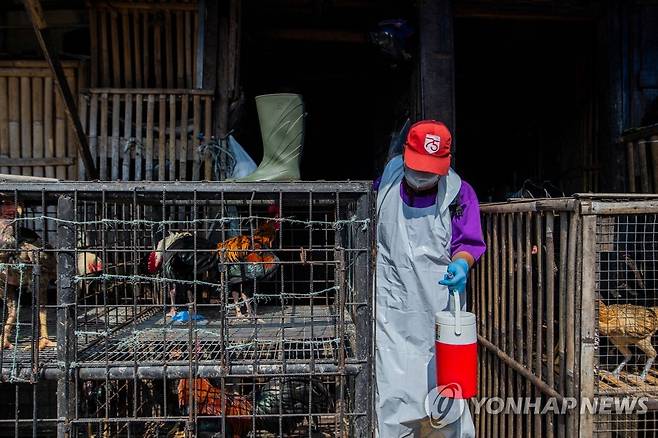 닭장을 살펴보는 수의사  [AFP 연합뉴스 자료사진. 재판매 및 DB 금지]