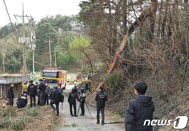 산림청 중앙산불방지대책본부는 11일 08시 30분 강원도 강릉시 난곡동 일원에서 발생한 산불의 원인을 강풍으로 나무가 쓰러지면서 전선을 덮쳐 단선되어 불꽃을 일으킨 것으로 추정하고 정확한 원인을 조사하고 있다. 발화지점으로 추정되는 강원 강릉시 난곡동 일원의 강풍에 쓰러진 나무. (산림청 제공) 2023.4.11/뉴스1