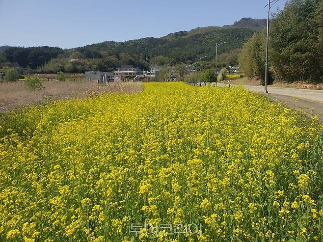 다산박물관 주변에 유채꽃 단지가 조성되어있다.