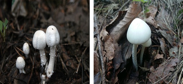 왼쪽 흰주름버섯(식용버섯), 오른쪽 독우산광대버섯(독버섯)​/사진=농촌진흥청 제공