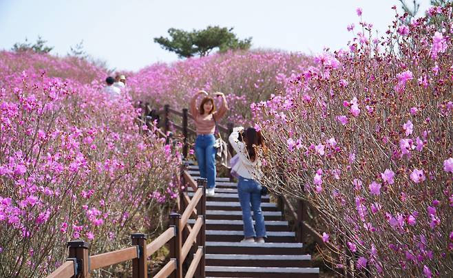 비슬산 참꽃군락지 메인 데크길