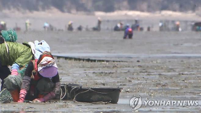 패류 채취 [연합뉴스TV 제공]