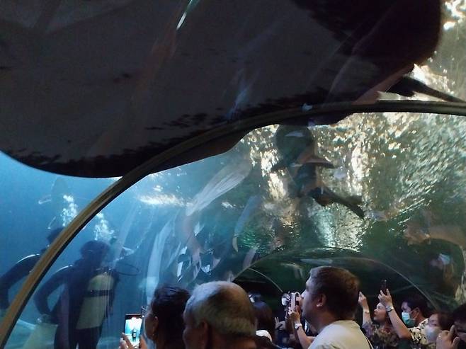 파타야에 있는 아쿠아리움 2곳 중 한 곳인 '언더워터월드 아쿠아리움'에서 관람객들이 사진을 찍고 있다. /사진=이환주 기자