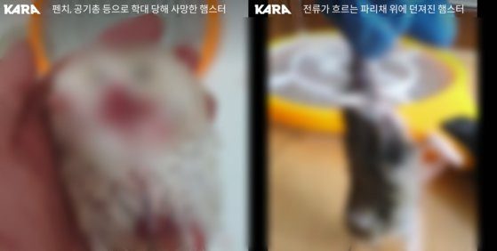 지난해 10월 동물권단체 카라가 의정부경찰서에 고발한 햄스터 집단 학대 사건의 18세 피의자가 디시인사이드와 텔레그램 등에 게시한 사진. 사진 동물권행동 카라