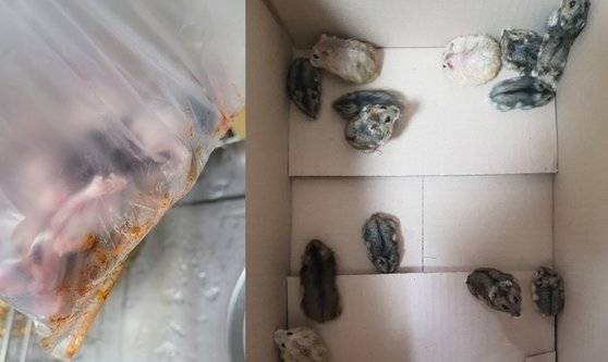2021년 4월 전북 군산시 골든햄스터 14마리 집단 유기 사건(왼쪽)과 2022년 4월 경기도 과천시 드워프햄스터 15마리 집단 유기 사건. 사진 한국햄스터보호협회