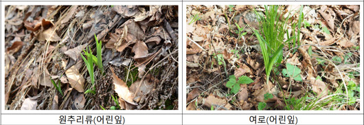 원추리 vs 여로ㅣ출처: 산림청 국립수목원