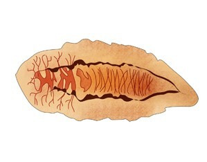 간흡충(Clonorchisis sinensis). 사진제공=서울아산병원