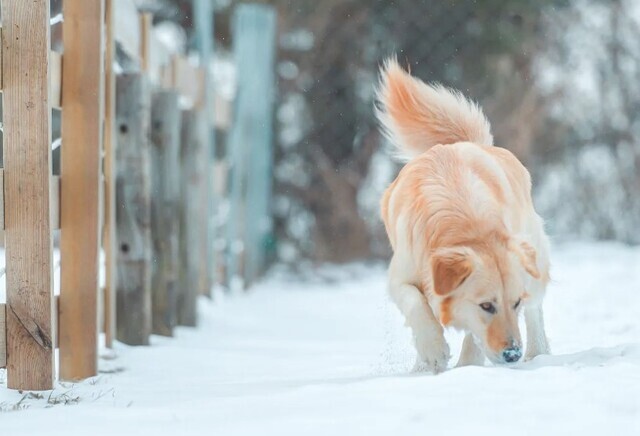 개가 강원 평창 눈밭에서 눈을 파헤치며 놀고 있다. 제공=대관령 순수양떼목장
