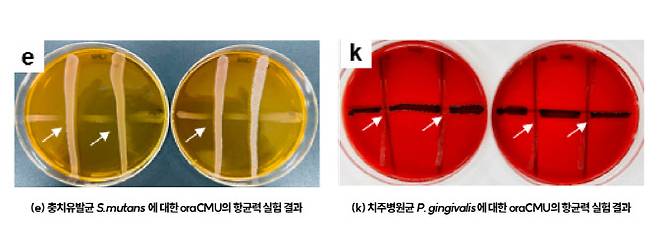 플레이트에 가로로 충치유발균 S.mutans 와 치주병원균 P.gingivalis 를 각각 배양하고, 구강유산균 oraCMU를 교차되도록 세로 방향으로 배양하면 각 병원균에 대해 구강유산균oraCMU가 항균력을 보였을 때 병원균이 자라지 않고 투명하게 보인다.