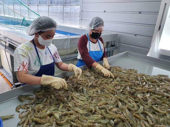 새우 손질에 한창인 양식장 내부. [사진 고흥수산]
