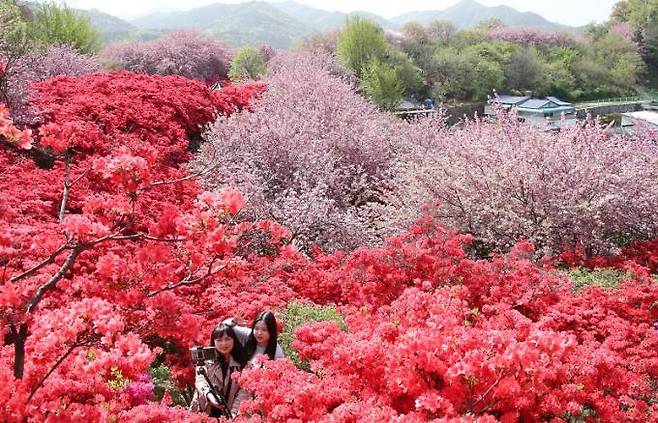 전주시 완산공원 꽃동산을 찾은 상춘객들이 화사한 빛깔의 봄꽃으로 물든 꽃동산을 배경으로 봄날의 추억을 더한 사진을 담아내고 있다. (사진제공=전주시) 