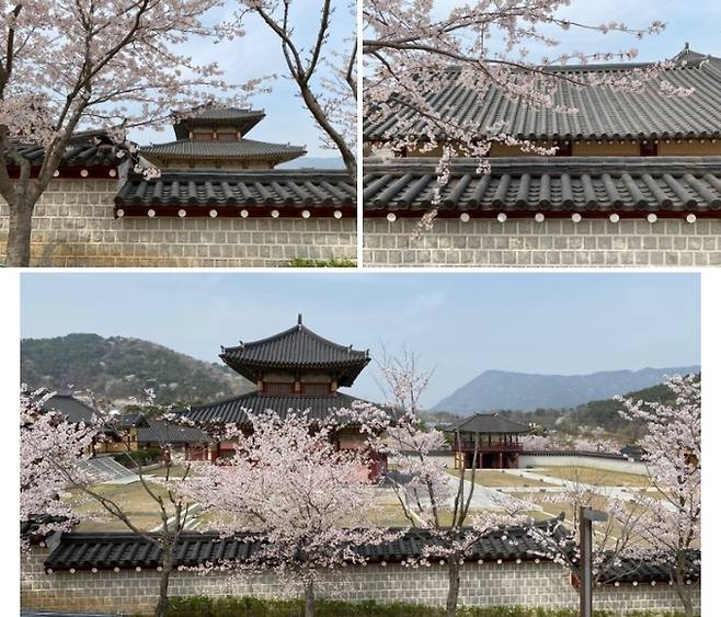 지난 3월 말 벚꽃이 만개한 가야테마파크 풍경 / 사진=홍지연 여행+ 기자