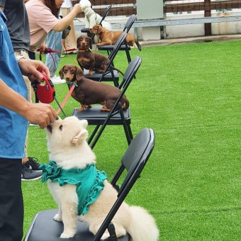 부산반려견순찰대 교육. 부산자치경찰위원회 제공