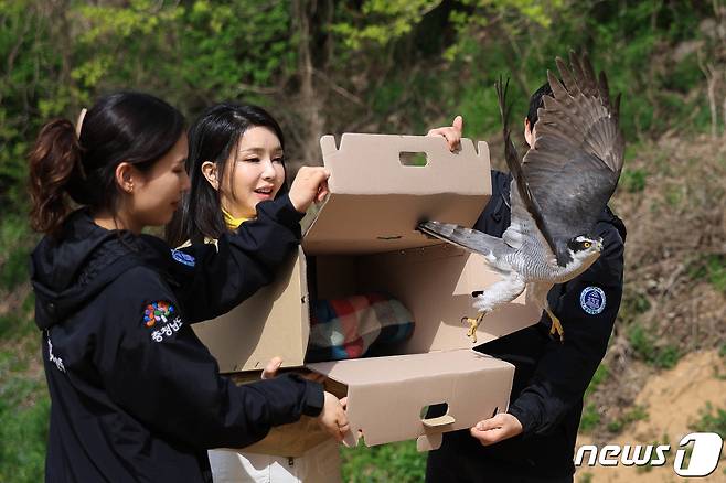 김건희 여사가 17일 충남 예산군 충남야생동물구조센터를 방문해 재활이 끝난 참매를 재활치료사들과 함께 방사하고 있다. (대통령실 제공)2023.4.17/뉴스1 ⓒ News1 오대일 기자