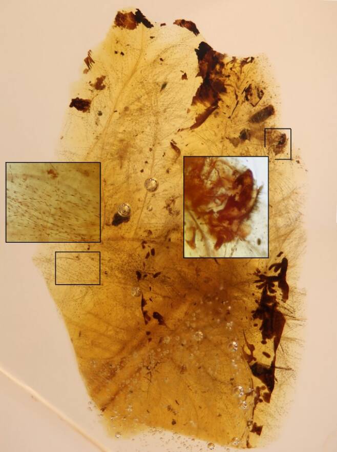 호박 화석에 찾은 딱정벌레 유충을 표시했다. 스페인 바르셀로나식물연구소 제공