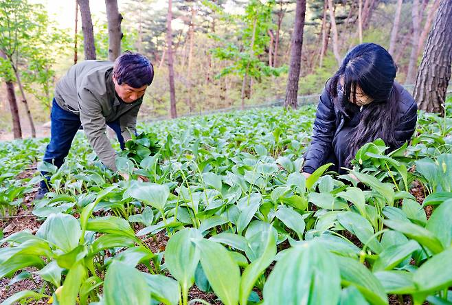 18일 산청군 차황면 큰별농원에서 강대성 (사)한국임업후계자 경남도지회 부회장이 딸 나래씨와 산마늘을 수확하고 있다. 일교차가 큰 해발 600m 청정지대에서 재배되는 산청 산마늘은 잎이 크고 둥글며 조직이 촘촘해 약성이 좋을뿐만 아니라 특유의 알싸한 향이 가득하다. 산청군청 제공