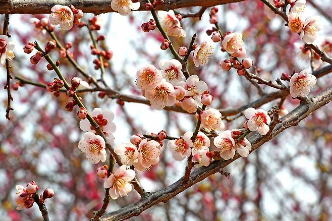 광양 매화[사진/조보희 기자]