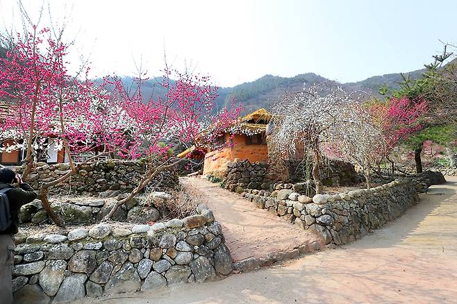 광양 매화마을[사진/조보희 기자]