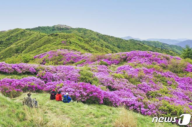 지난 2022년 지라산 바래봉의 철쭉 만개 모습.(남원시 제공)/뉴스1