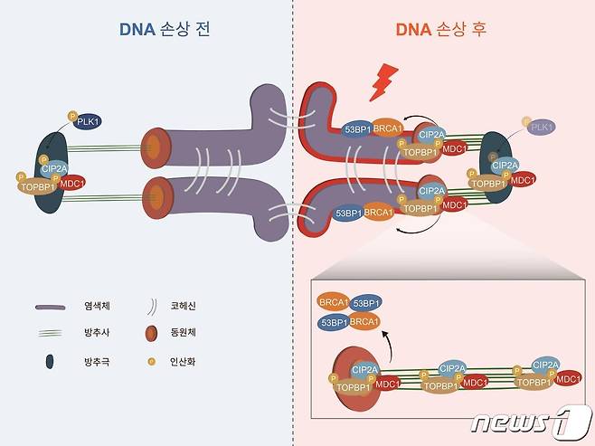 감수분열 동안 난자에서 일어나는 DNA 손상 복구 반응 모델. (성균관대 제공) /뉴스1