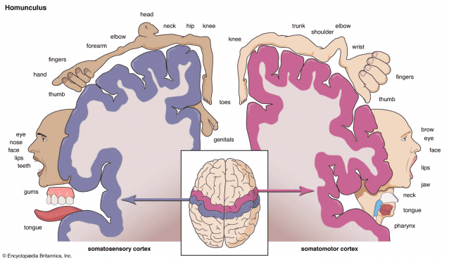 호문쿨루스 구조. 뇌의 운동피질에서 신체 각 부위의 움직임을 담당하는 부분을 나타낸다. (자료=브리태니커백과사전)