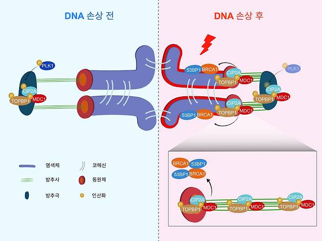 난자가 DNA 손상을 복구하는 과정. 세포분열 과정에서 염색체를 나누는 실(방추사)을 통해 복구 단백질이 염색체로 이동한다. /한국연구재단